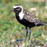 American Golden-Plover
